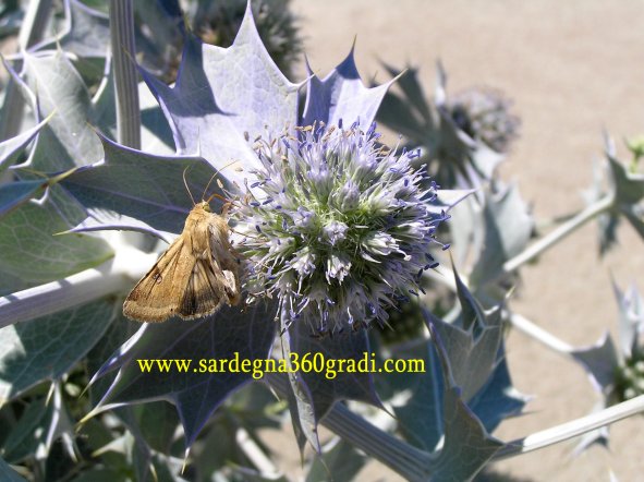 Il banchetto delle fate - Eryngium maritimum